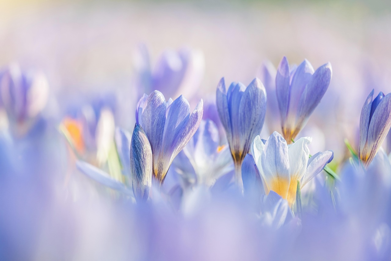 Bloeiende lentebloemen met duurzame verfkleuren. Bloeiende lentebloemen met duurzame verfkleuren.